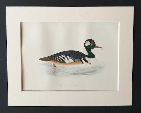 Original 1891 hand coloured bird print in mount - Hooded Merganser