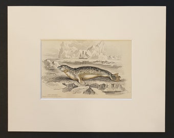 The Rough or Bristled Seal  - Original 1839 hand coloured print in mount