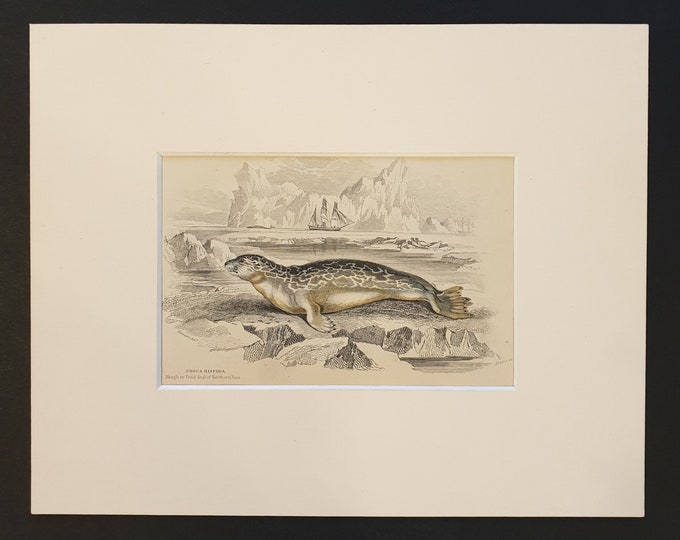 The Rough or Bristled Seal  - Original 1839 hand coloured print in mount
