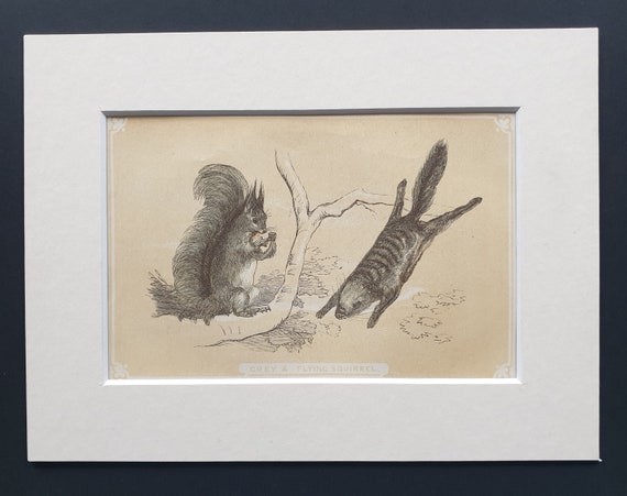 Grey and Flying Squirrel - Original 1851 John Tallis woodblock print