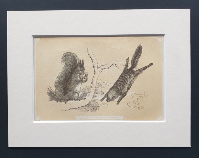 Grey and Flying Squirrel - Original 1851 John Tallis woodblock print