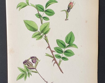 Leathery leaved Briar - Original 1863 Sowerby hand coloured botanical print