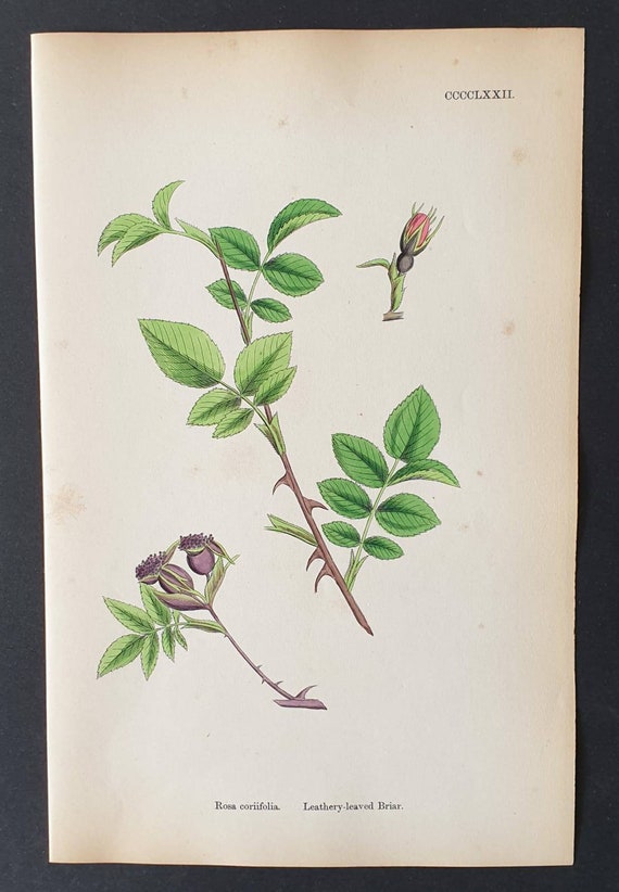 Original 1863 hand coloured botanical print - Leathery leaved Briar