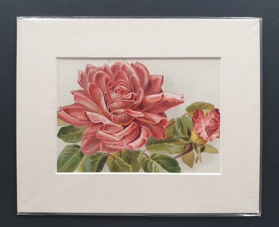 Madame de Watteville - Original 1903 rose print in mount