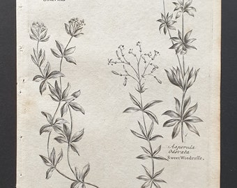 Field Madder, and Sweet and Squinaney Woodruffe - Original 1802 Culpeper engraving (189)