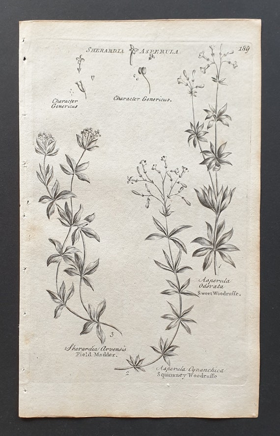 Field Madder, and Sweet and Squinaney Woodruffe - Original 1802 Culpeper engraving (189)