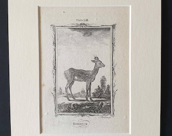 Roebuck - Original 1791 Buffon print in mount