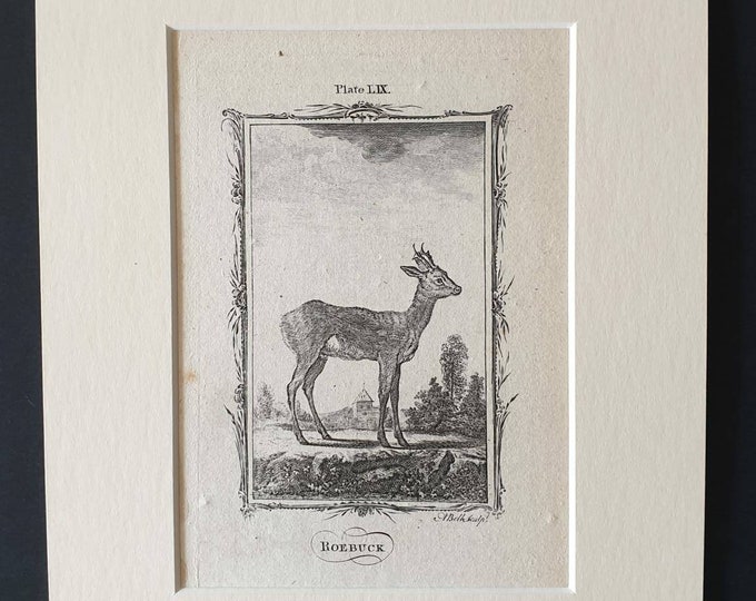 Original 1791 Buffon print in mount - Roebuck