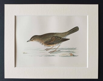 Thrush - Original 1891 hand coloured bird print in mount
