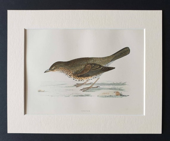 Original 1891 hand coloured bird print in mount - Thrush