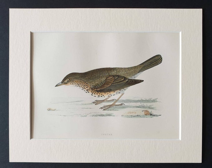 Original 1891 hand coloured bird print in mount - Thrush