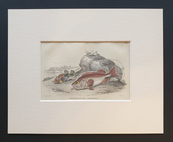 Armed Bull Head, or Pogge, Norway Haddock - Original c1860 hand coloured fish print in mount