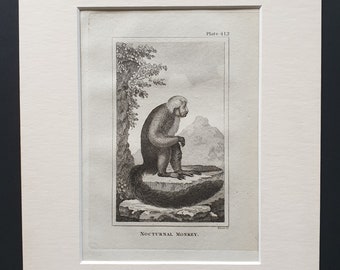 Nocturnal Monkey - Original 1812 Buffon print in mount