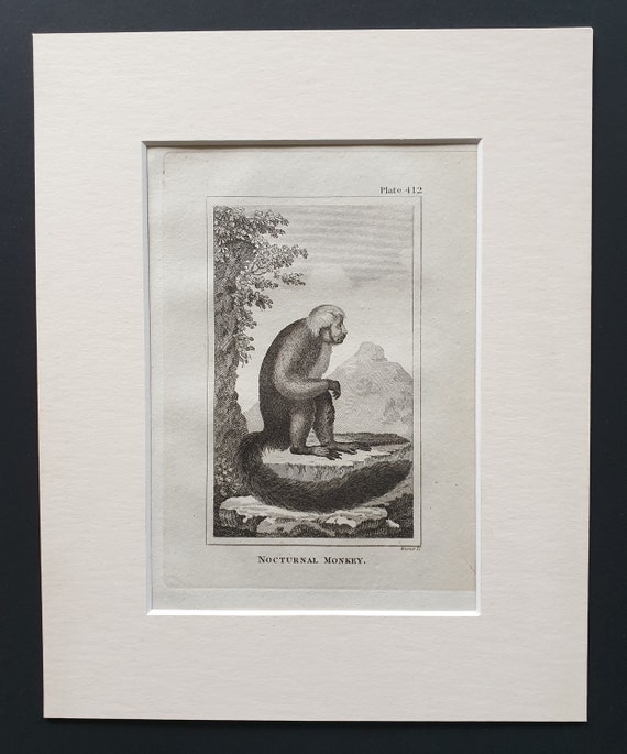 Nocturnal Monkey - Original 1812 Buffon print in mount