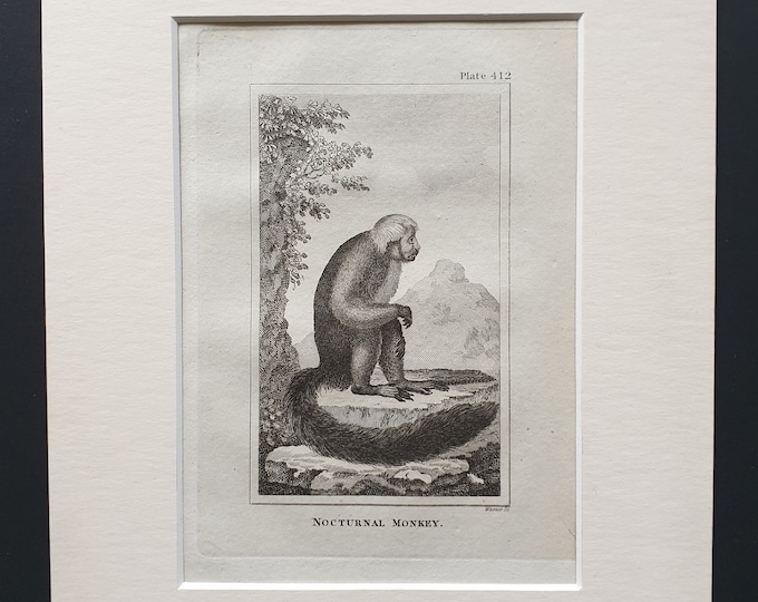 Nocturnal Monkey - Original 1812 Buffon print in mount