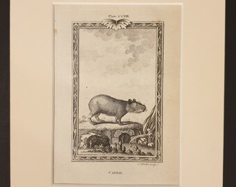 Cabiai - Original 1791 Buffon print in mount