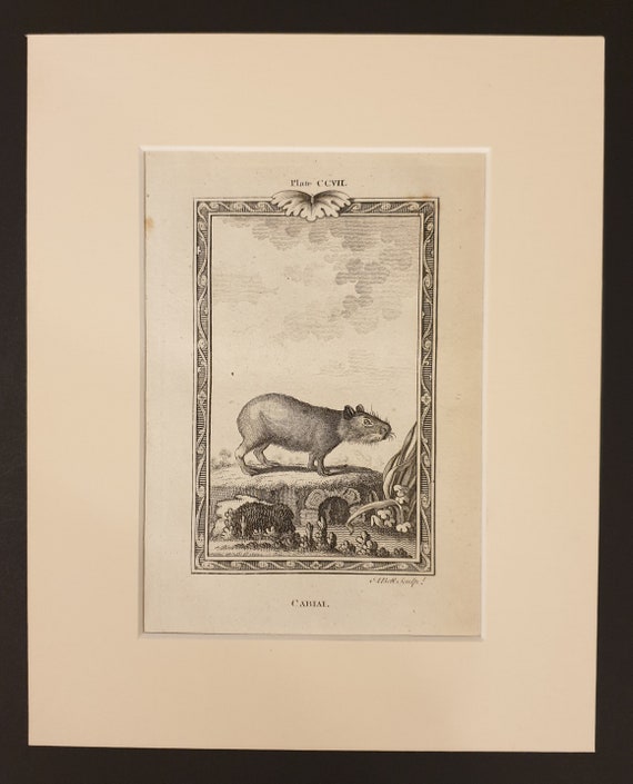 Cabiai - Original 1791 Buffon print in mount