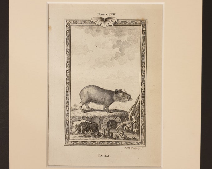 Cabiai - Original 1791 Buffon print in mount