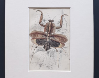 Giant Dead Leaf Mantis (Dereoplatys disicata) - Original c1860 hand coloured insect print in mount