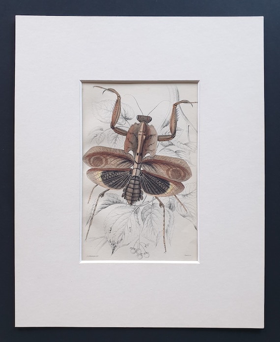 Giant Dead Leaf Mantis (Dereoplatys disicata) - Original c1860 hand coloured insect print in mount
