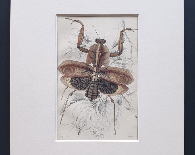 Giant Dead Leaf Mantis (Dereoplatys disicata) - Original c1860 hand coloured insect print in mount