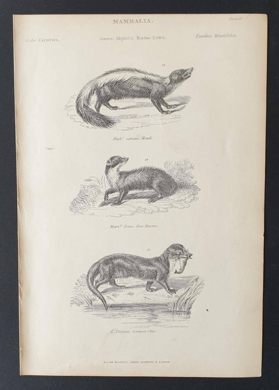 Original c1860's Museum of Natural History print - Skunk/ Pine Martin and Otter