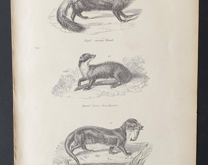 Original c1860's Museum of Natural History print - Skunk/ Pine Martin and Otter