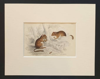 The Dormouse - Original 1838 hand coloured mammalia print in mount
