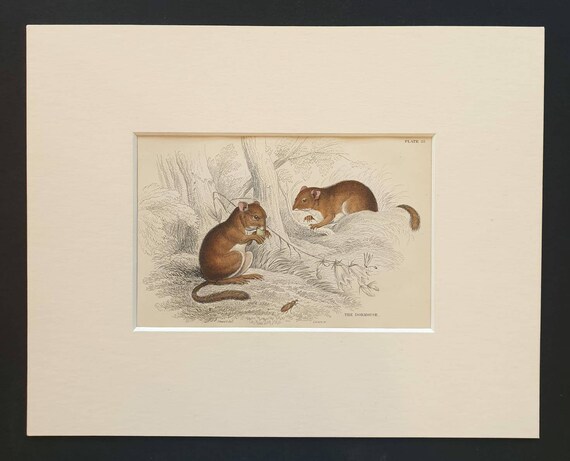 Original 1838 hand coloured mammalia print in mount - The Dormouse