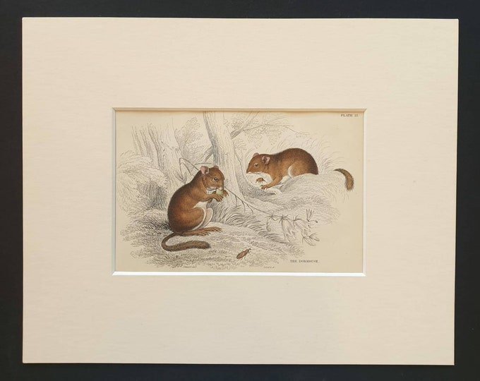 Original 1838 hand coloured mammalia print in mount - The Dormouse