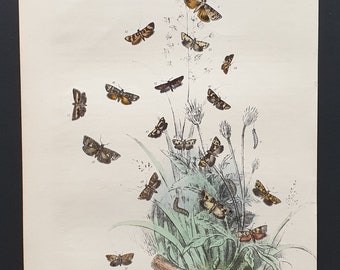 The Short Barred White T Moth and others - Original hand coloured 1860 print