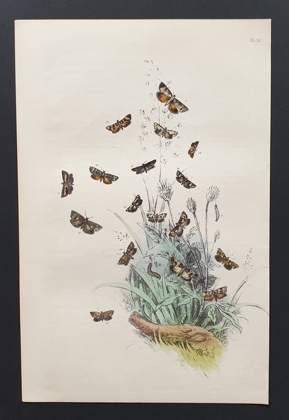 The Short Barred White T Moth and others - Original hand coloured 1860 print
