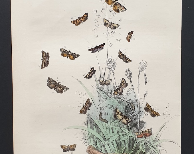 The Short Barred White T Moth and others - Original hand coloured 1860 print