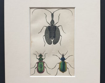 Calosoma Sycophanta, Elaphrus Riparius, Mormolyce Phyllodes - Original c1860 hand coloured beetle print in mount