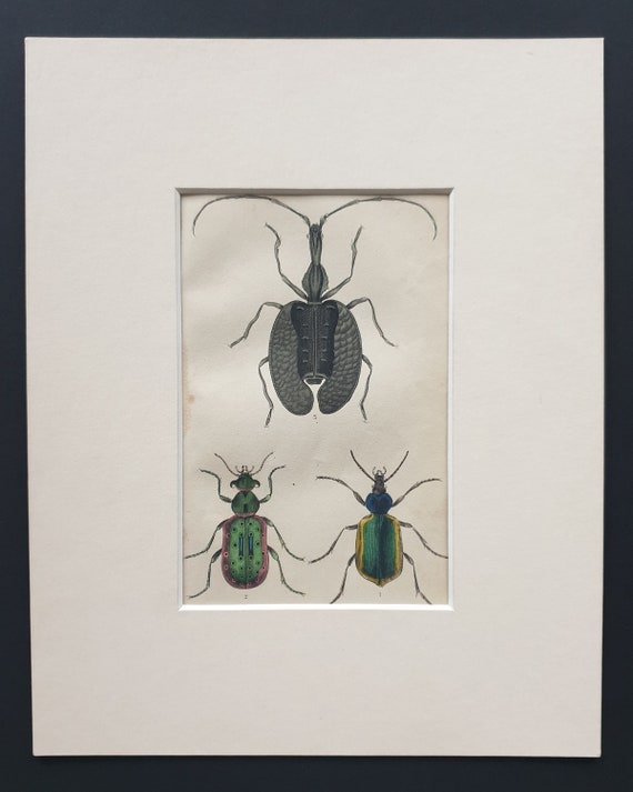 Calosoma Sycophanta, Elaphrus Riparius, Mormolyce Phyllodes - Original c1860 hand coloured beetle print in mount