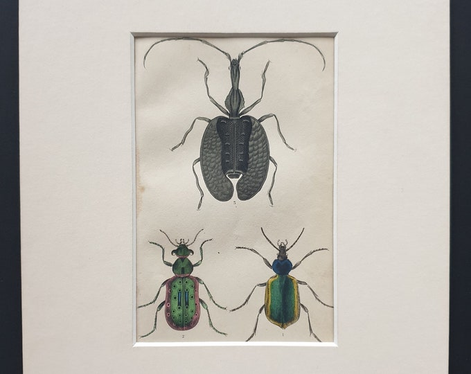 Calosoma Sycophanta, Elaphrus Riparius, Mormolyce Phyllodes - Original c1860 hand coloured beetle print in mount