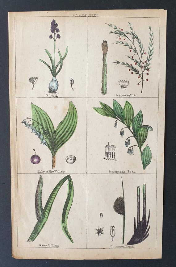 Original 1854 hand coloured botanical print