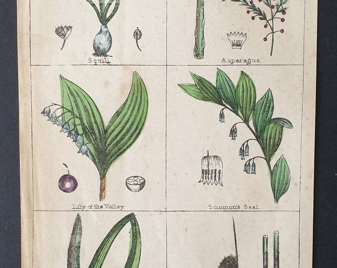 Original 1854 hand coloured botanical print