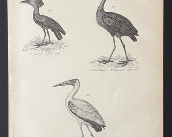 Wading Birds - Original c1860's Museum of Natural History print