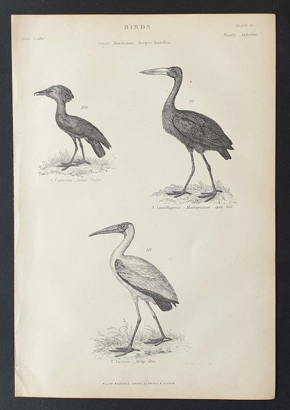 Original c1860's Museum of Natural History print - Wading Birds