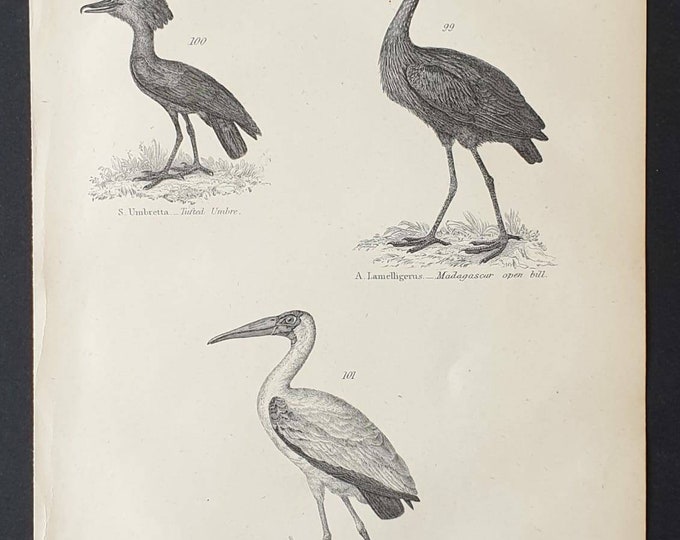 Original c1860's Museum of Natural History print - Wading Birds