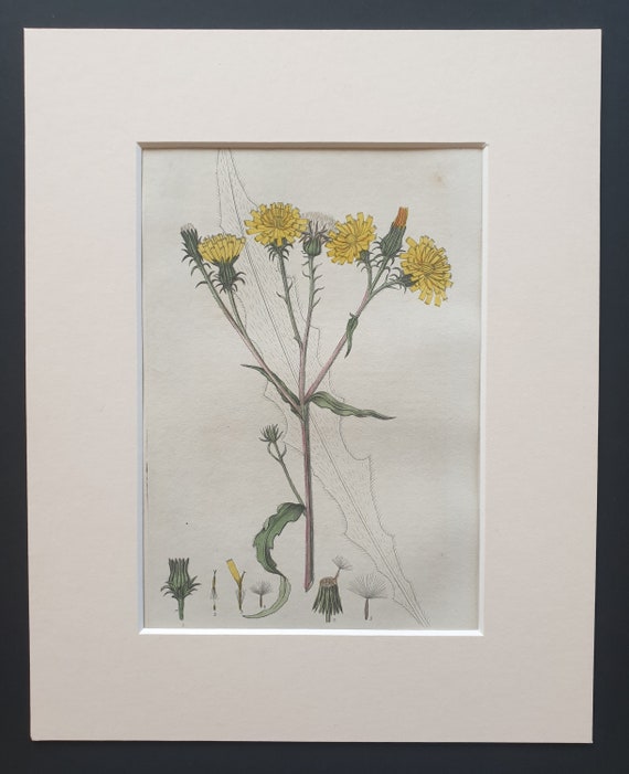 Hawk Weedlike Ox Tongue - Original 1839 hand coloured flower print in mount