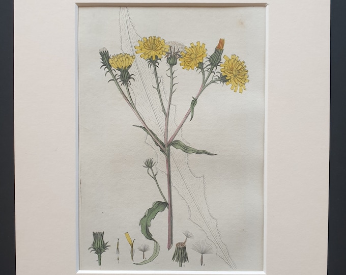 Hawk Weedlike Ox Tongue - Original 1839 hand coloured flower print in mount