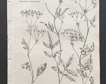 Small, Common and Smooth Stone Parsley - Original 1802 Culpeper engraving (116)