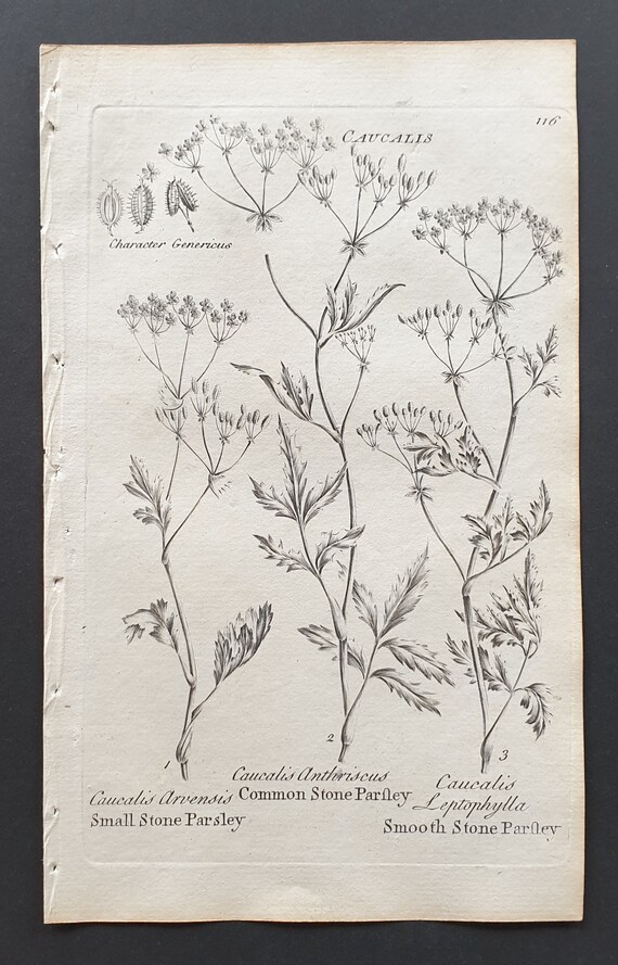 Small, Common and Smooth Stone Parsley - Original 1802 Culpeper engraving (116)