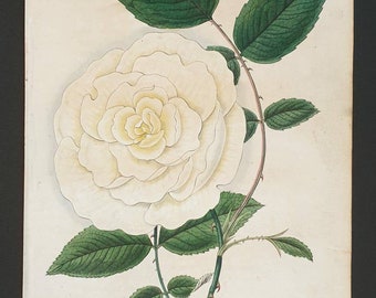 Absolutely stunning 1829 hand coloured Practical Gardener print - Yellow China Rose