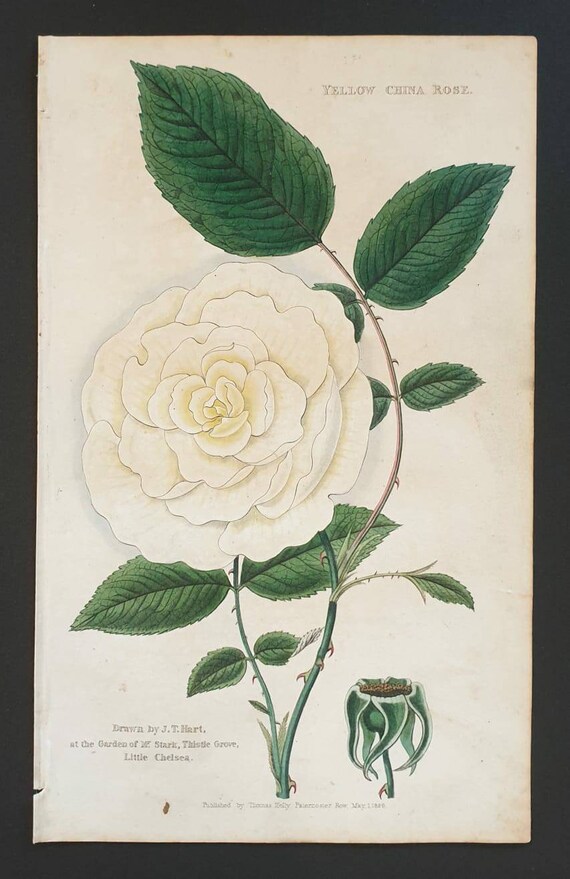 Absolutely stunning 1829 hand coloured Practical Gardener print - Yellow China Rose
