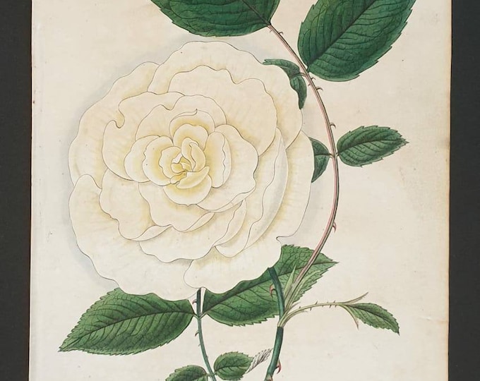 Absolutely stunning 1829 hand coloured Practical Gardener print - Yellow China Rose