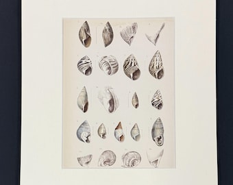Shells - Original 1880s Sowerby's Book of Shells Print