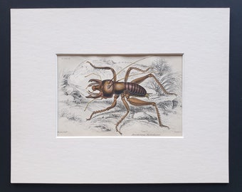 King Cricket (Anostostoma Australasiae) - Original c1860 hand coloured insect print in mount